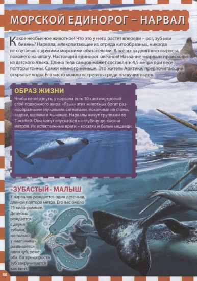 Морские обитатели