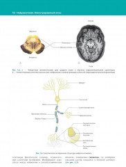 Нейроанатомия. Иллюстрированный атлас - Фото 4