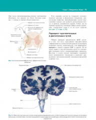 Нейроанатомия. Иллюстрированный атлас - Фото 7