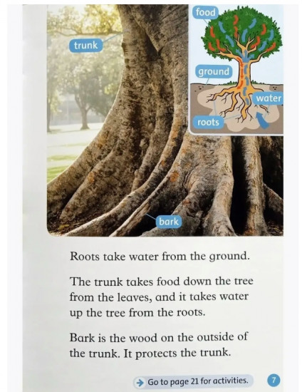 Oxford read and discover 1. Trees