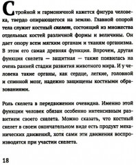 Как устроено тело человека - Фото 2