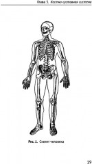 Как устроено тело человека - Фото 3