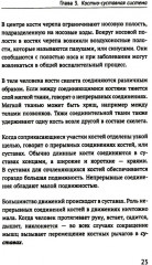 Как устроено тело человека - Фото 9