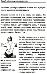 Как устроено тело человека - Фото 14