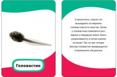 Мамы и малыши. Развивающие карточки - Фото 1