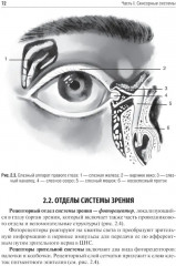 Физиология сенсорных систем. Высшая нервная и психическая деятельность, поведение - Фото 10