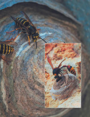 Кто, где живет. Норы, укрытия и гнезда животных - Фото 3