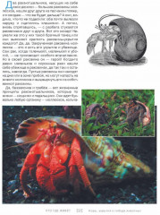 Кто, где живет. Норы, укрытия и гнезда животных - Фото 5