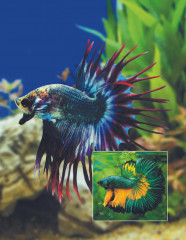 Кто, где живет. Норы, укрытия и гнезда животных - Фото 6