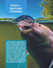 Кто, где живет. Норы, укрытия и гнезда животных - Фото 7