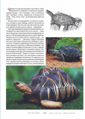 Кто, где живет. Норы, укрытия и гнезда животных - Фото 8