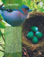 Кто, где живет. Норы, укрытия и гнезда животных - Фото 9