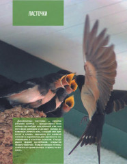 Кто, где живет. Норы, укрытия и гнезда животных - Фото 10