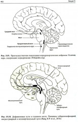 Лекции по неврологии развития - Фото 13