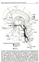 Лекции по неврологии развития - Фото 14