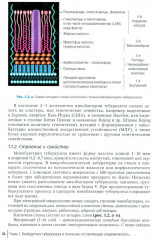 Эпидемиология туберкулеза - Фото 12