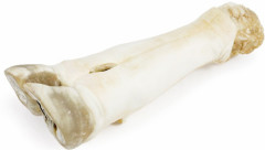 Нога говяжья - Фото 1