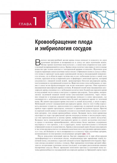 Атлас сосудистой анатомии Уфлакера. Ангиографический подход