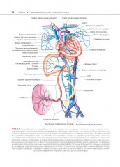 Атлас сосудистой анатомии Уфлакера. Ангиографический подход - Фото 6