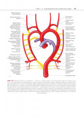 Атлас сосудистой анатомии Уфлакера. Ангиографический подход - Фото 7