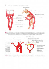 Атлас сосудистой анатомии Уфлакера. Ангиографический подход - Фото 8