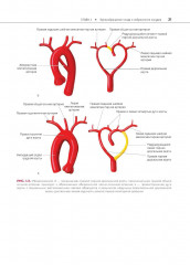 Атлас сосудистой анатомии Уфлакера. Ангиографический подход - Фото 9