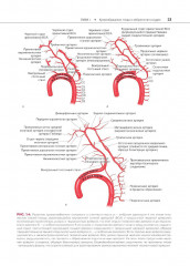 Атлас сосудистой анатомии Уфлакера. Ангиографический подход - Фото 11