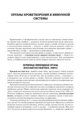 Анатомия человека - Фото 4