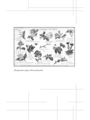 Анна Керн. Муза А. С. Пушкина - Фото 7