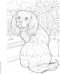 Creative Haven The Dog Lovers' Coloring Book - Фото 5
