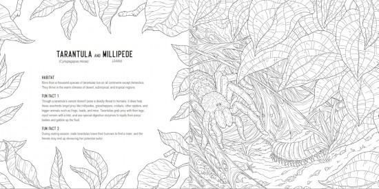 Predators: A Smithsonian Coloring Book