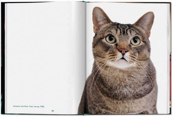 Cats. Photographs 1942-2018