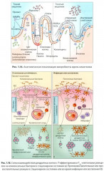 Кишечная микробиота как регулятор работы органов и систем человека - Фото 7