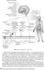 Кишечная микробиота как регулятор работы органов и систем человека - Фото 8