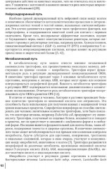Кишечная микробиота как регулятор работы органов и систем человека - Фото 9