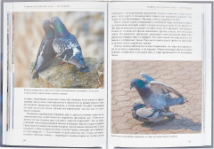 Наши сизокрылые соседи - Фото 3