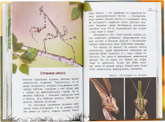 Язык на ногах. Очерки о насекомых - Фото 2