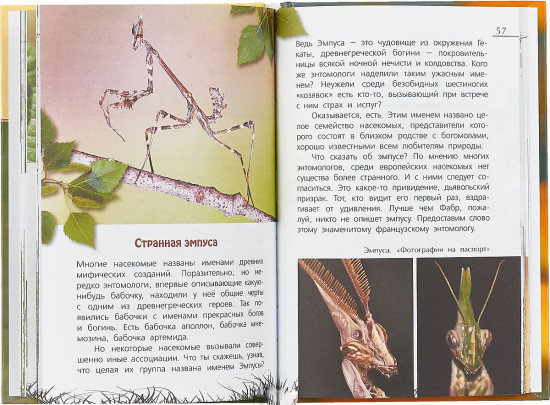 Язык на ногах. Очерки о насекомых