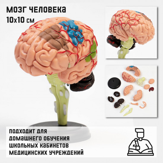 Макет разборный «Мозг человека»