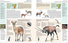 Животные мира. Моя большая энциклопедия - Фото 3