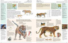 Животные мира. Моя большая энциклопедия - Фото 4