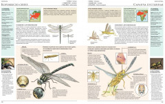 Животные мира. Моя большая энциклопедия - Фото 6