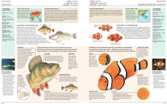 Животные мира. Моя большая энциклопедия - Фото 7