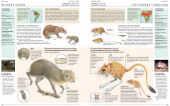 Животные мира. Моя большая энциклопедия - Фото 8