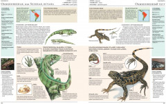 Животные мира. Моя большая энциклопедия - Фото 9