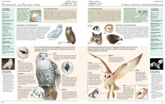 Животные мира. Моя большая энциклопедия - Фото 10