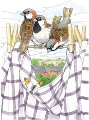 Creative Haven Glorious Songbirds Coloring Book - Фото 2