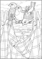 Creative Haven Glorious Songbirds Coloring Book - Фото 3