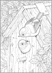Creative Haven Glorious Songbirds Coloring Book - Фото 5