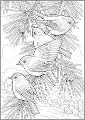 Creative Haven Glorious Songbirds Coloring Book - Фото 9